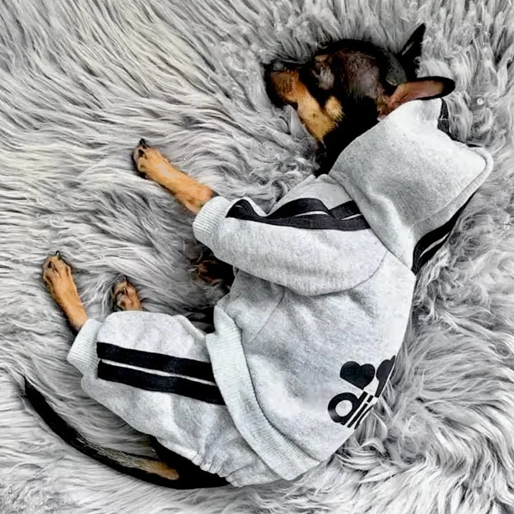 ADIDOG Tracksuit with Hoodie in Gray - BRAND NEW
